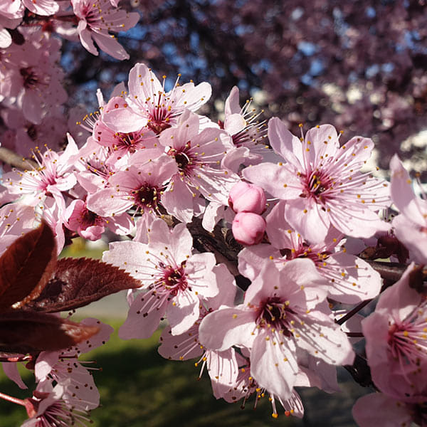 Strach przed utratą kontroli i wybuchy złości: Jak esencja Cherry Plum (Śliwa wiśniowa) dr. Bacha przywraca spokój umysłu?