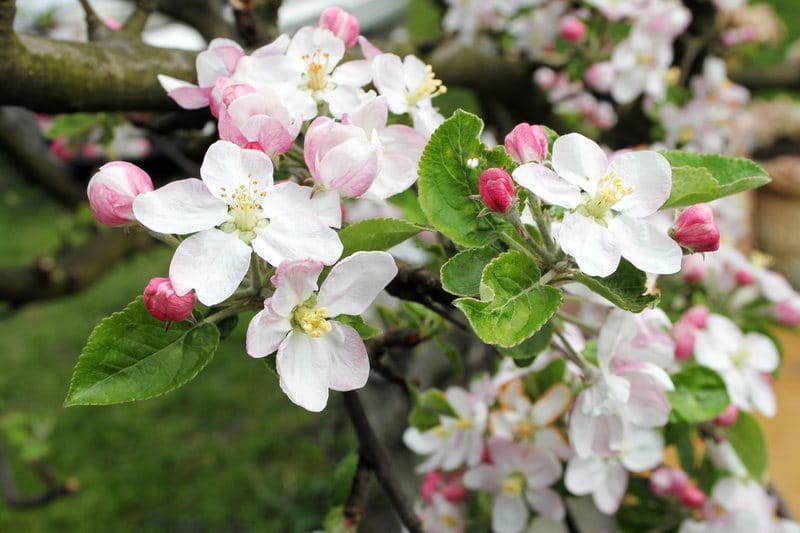 Kompleksy, brak akceptacji ciała i obsesja czystości: Jak esencja Crab Apple (Jabłoń płonka) dr. Bacha oczyszcza umysł i buduje miłość do samego siebie?