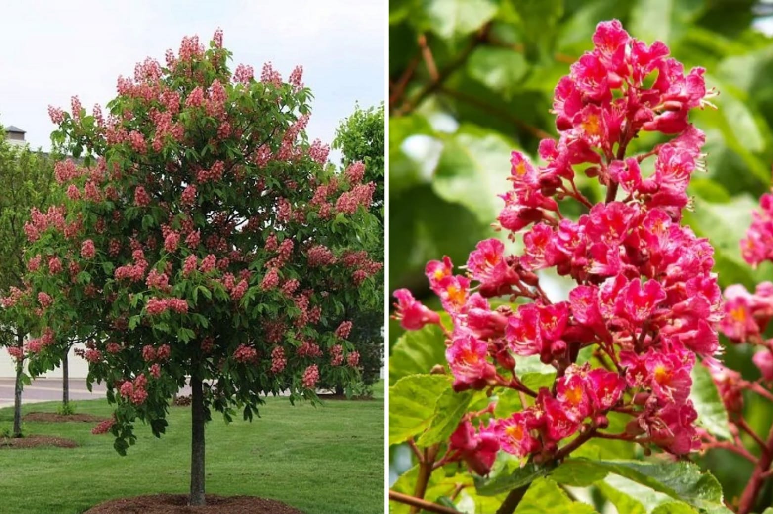 Nadopiekuńczość i lęk o bliskich: Jak esencja Red Chestnut (Kasztanowiec czerwony) dr. Bacha uczy miłości wolnej od paraliżujących obaw?