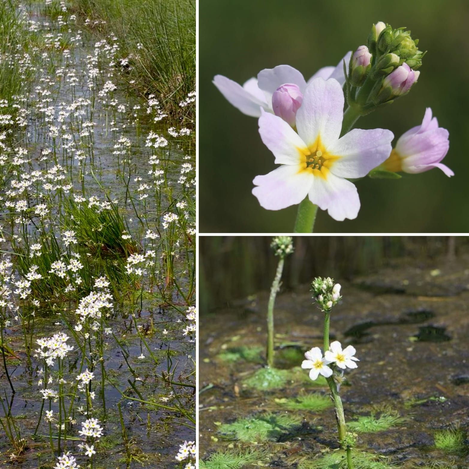 Izolacja od ludzi, duma i emocjonalny chłód: Jak esencja Water Violet (Okrężnica bagienna) dr. Bacha pomaga budować ciepłe relacje bez utraty własnej godności?
