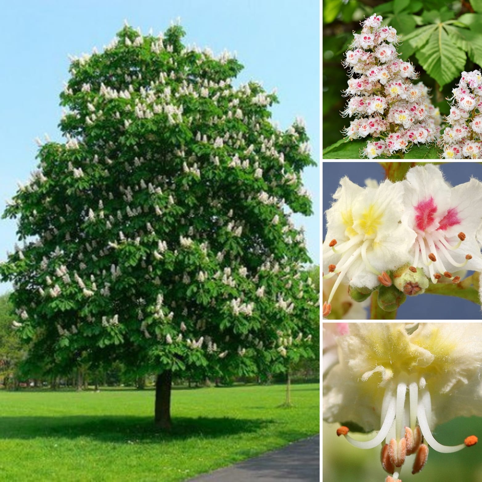 Natłok natrętnych myśli i bezsenność: Jak esencja White Chestnut (Kasztanowiec biały) dr. Bacha ucisza wewnętrzny dialog i przynosi upragniony spokój?