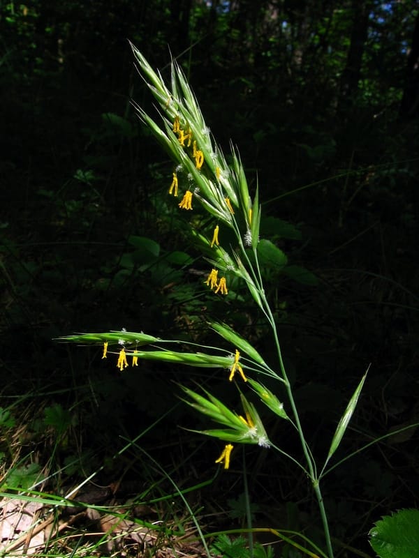 Życiowe rozdroże i poczucie niespełnienia: Jak esencja Wild Oat (Stokłosa gałęziasta) dr. Bacha pomaga odnaleźć właściwą drogę i powołanie?